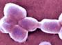 Une souche d’acinetobacter baumannii multirésistante se développe en France