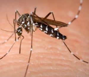 Chikungunya : alerte en métropole